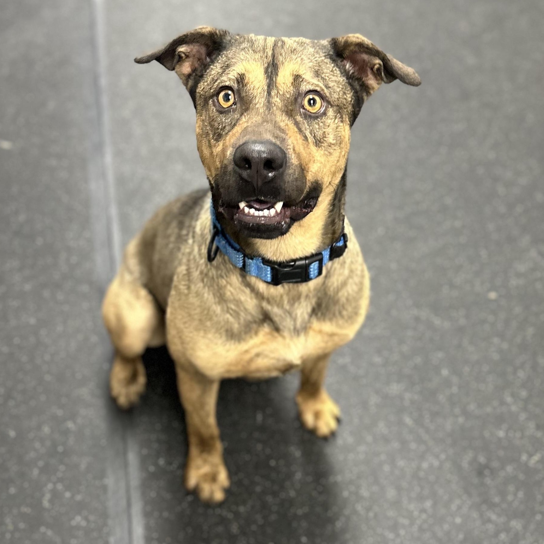 Jack, adopted, Adult Male German Shepherd Dog & Rottweiler.