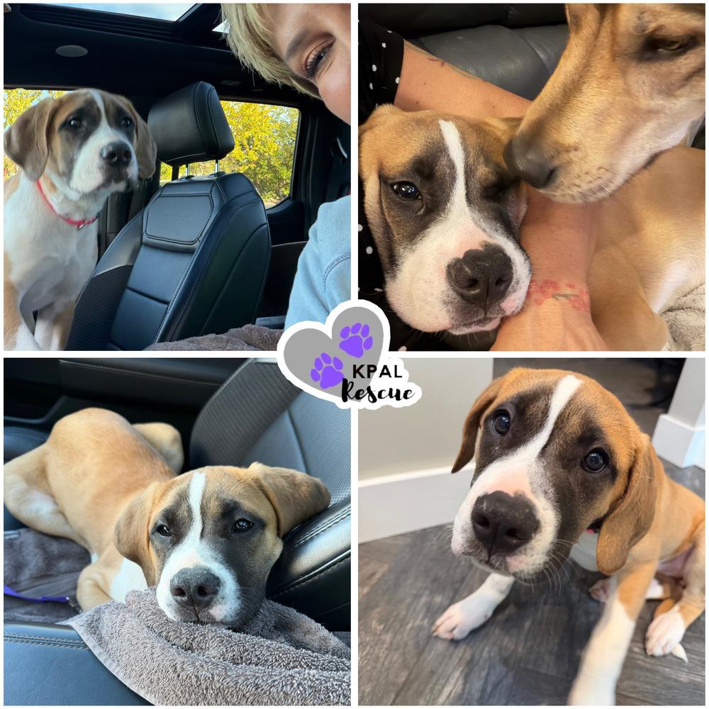 Enlarge Cricket - Fun & Games Litter, a Adoptable mixed breed in Kenai, AK image 1/2