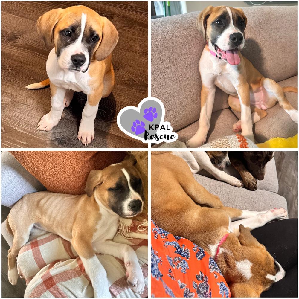 Enlarge Cricket - Fun & Games Litter, a Adoptable mixed breed in Kenai, AK image 2/2