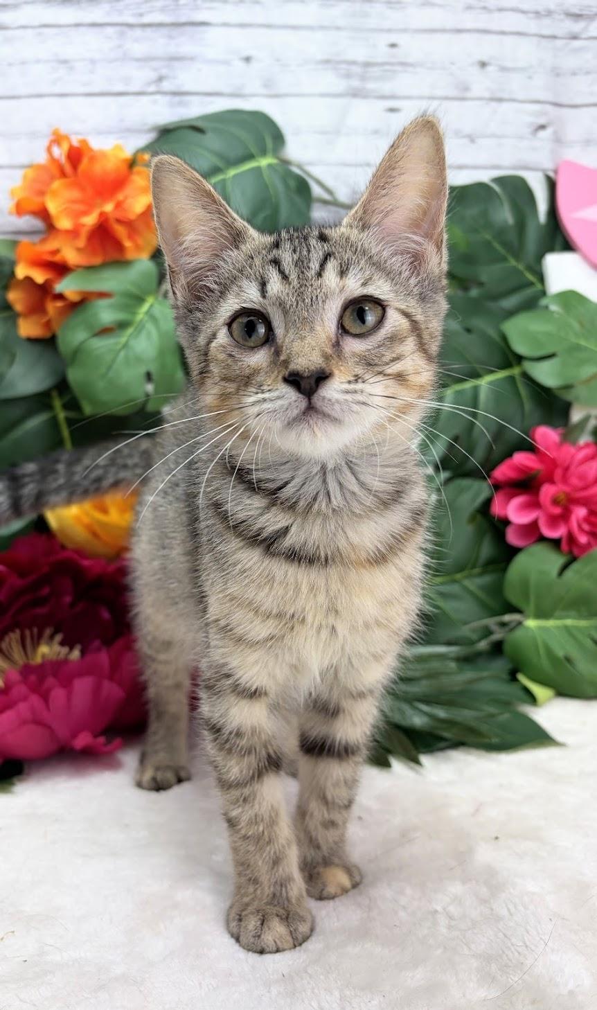 Coconut (Adoption Pending), Adoptable, Kitten Female Domestic Short Hair.