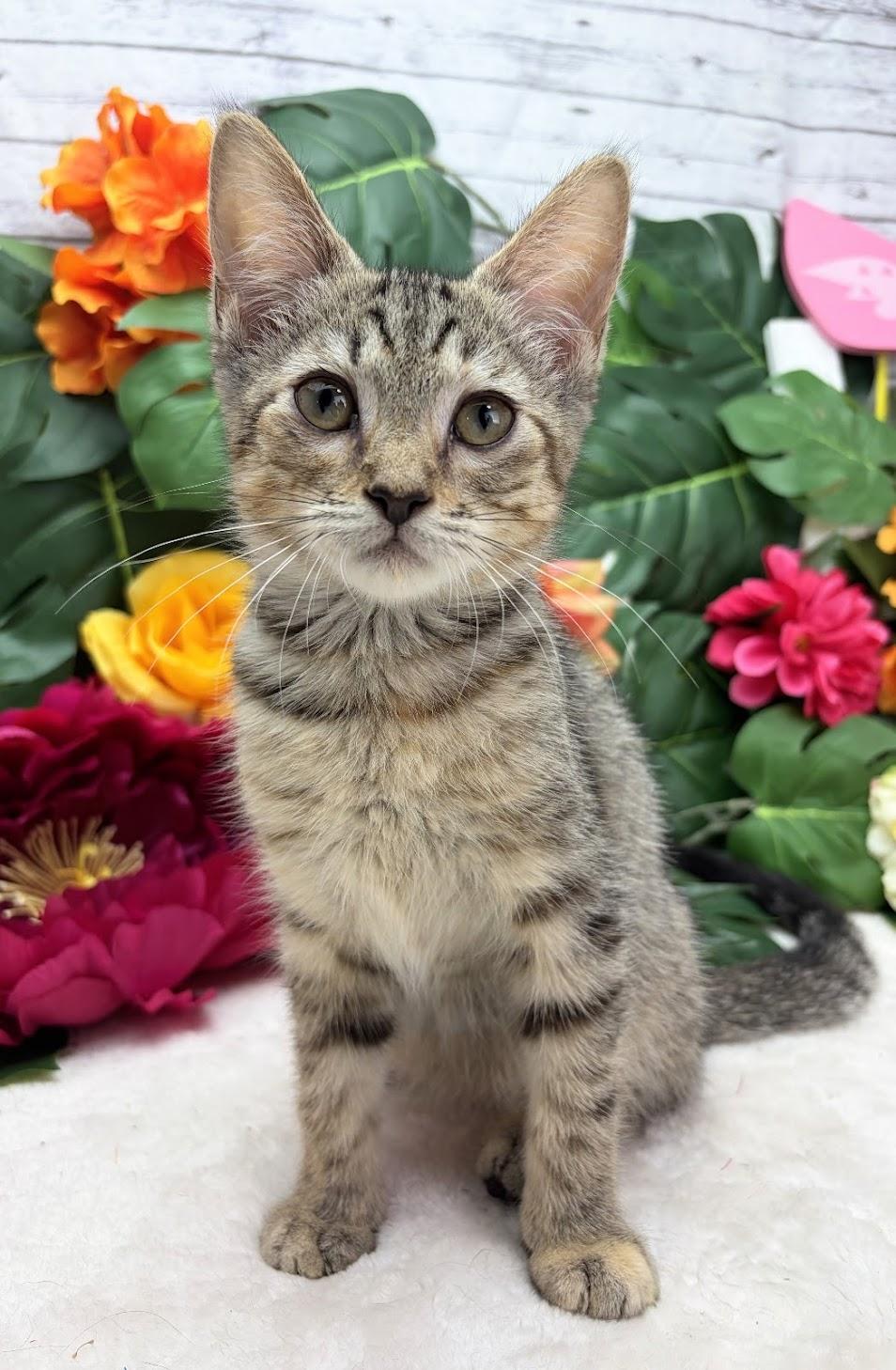 Enlarge Coconut (Adoption Pending), a Adoptable Domestic Short Hair in Hagerstown, MD image 3/5