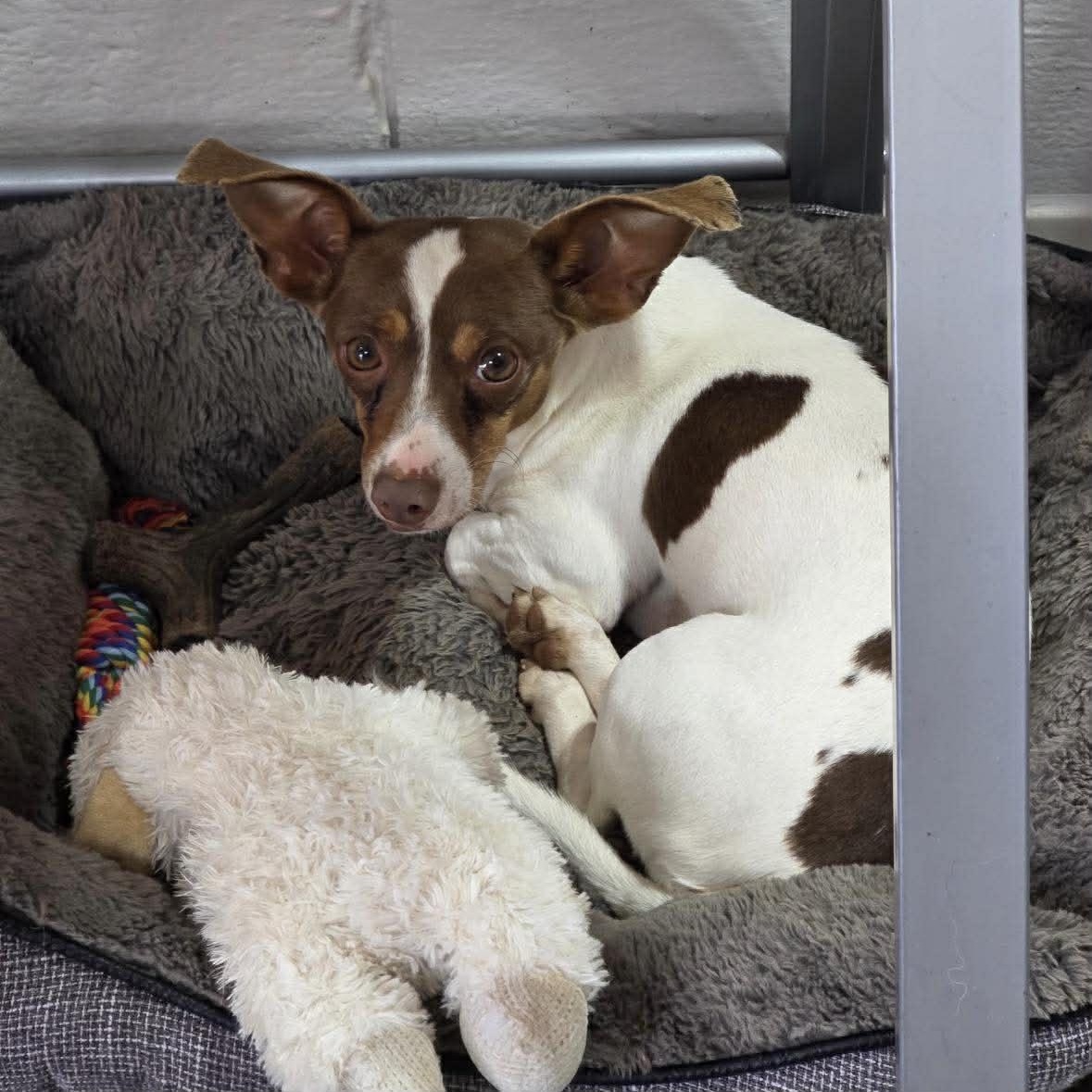 Enlarge Riley, a ADOPTABLE mixed breed in Uxbridge, MA image 1/2