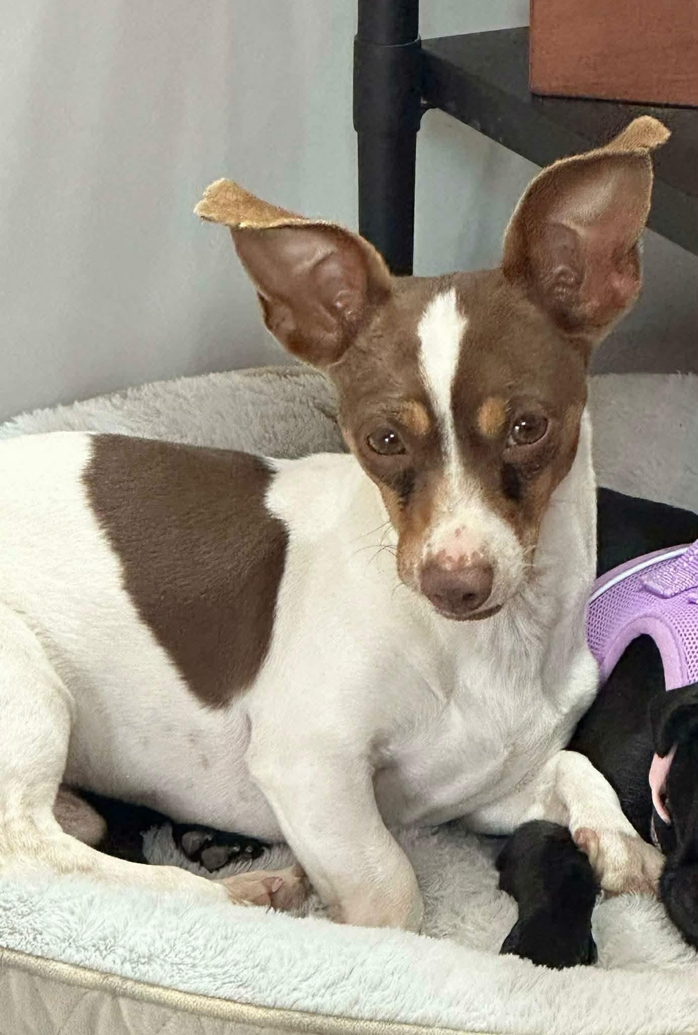 Enlarge Riley, a ADOPTABLE mixed breed in Uxbridge, MA image 2/2