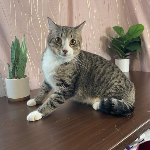 Enlarge Oreo & Kit Kat, a Adoptable Himalayan in Bennington, VT image 4/5