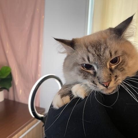 Enlarge Oreo & Kit Kat, a Adoptable Himalayan in Bennington, VT image 2/5