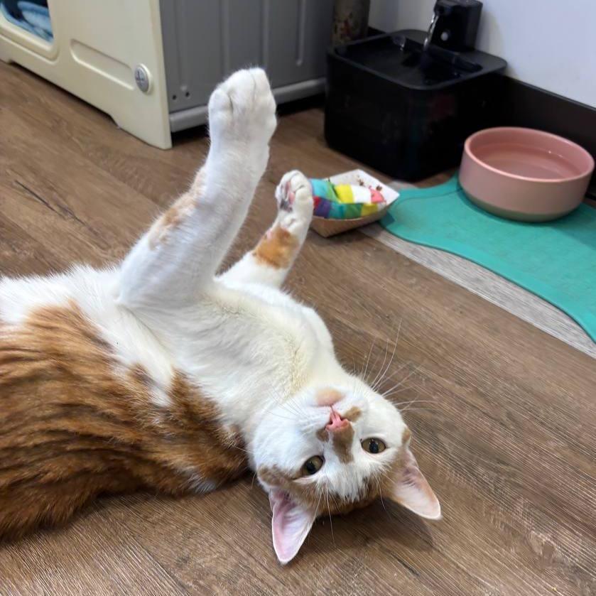 Manuel, Adoptable, Adult Male Domestic Short Hair.