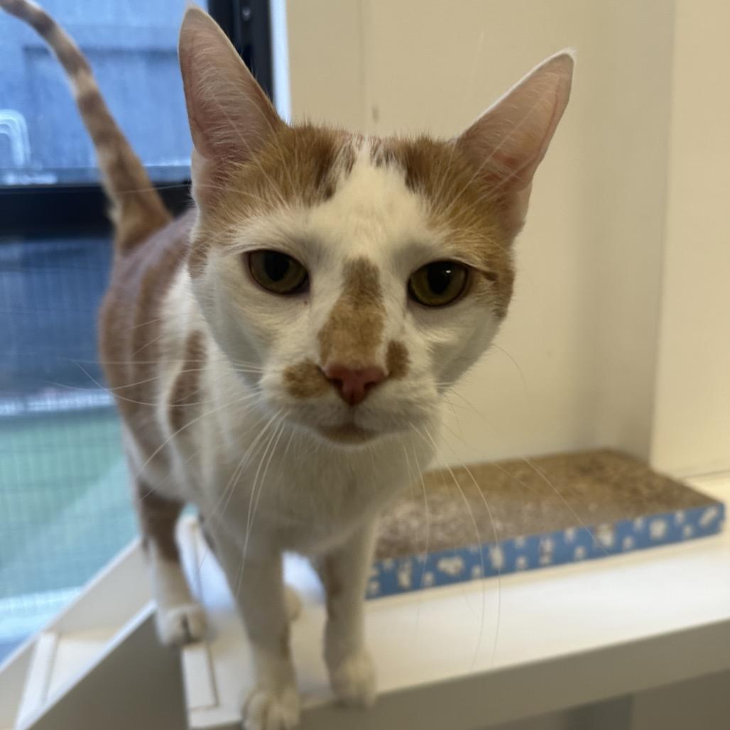 Enlarge Manuel, a Adoptable Domestic Short Hair in Wantagh, NY image 2/6