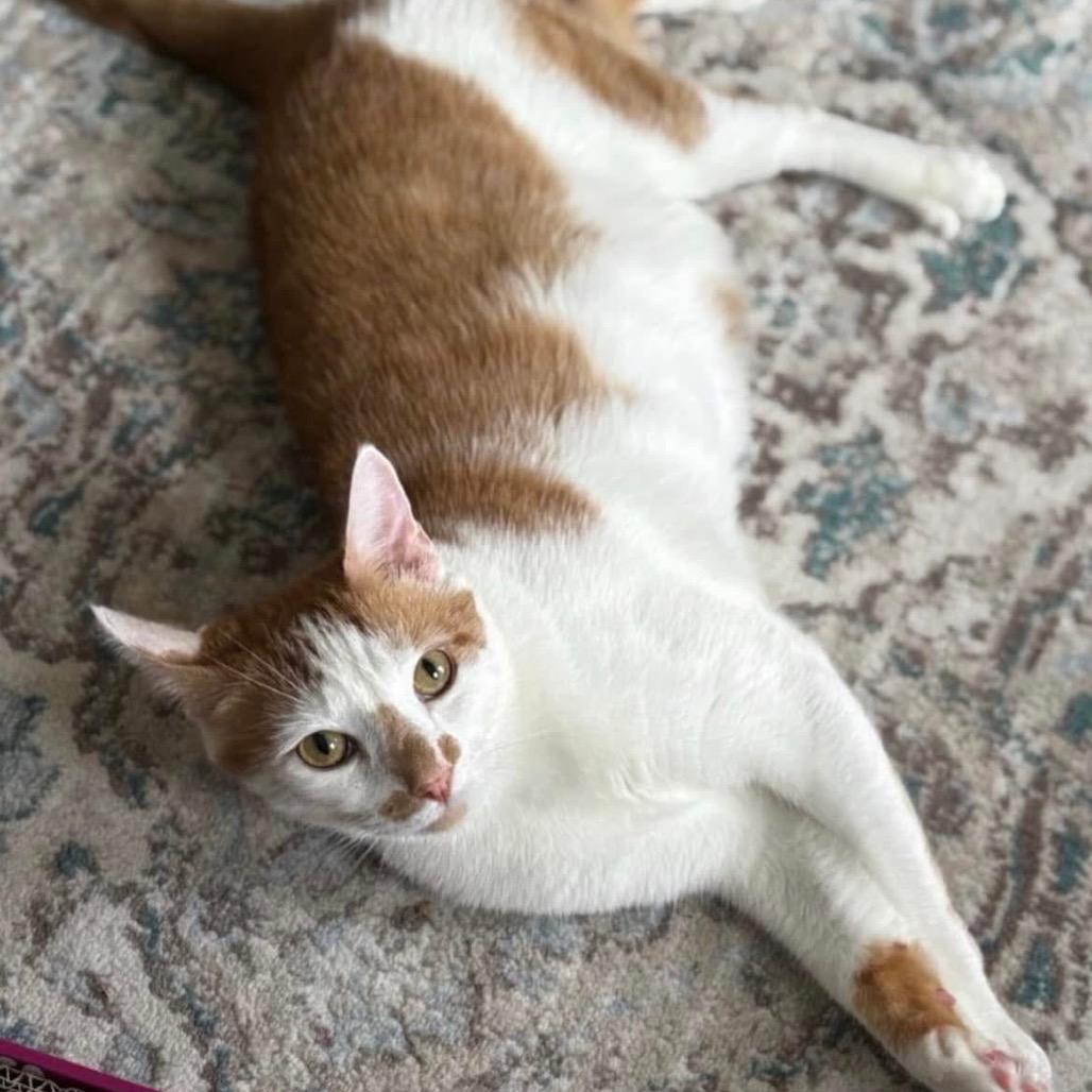 Enlarge Manuel, a Adoptable Domestic Short Hair in Wantagh, NY image 1/6