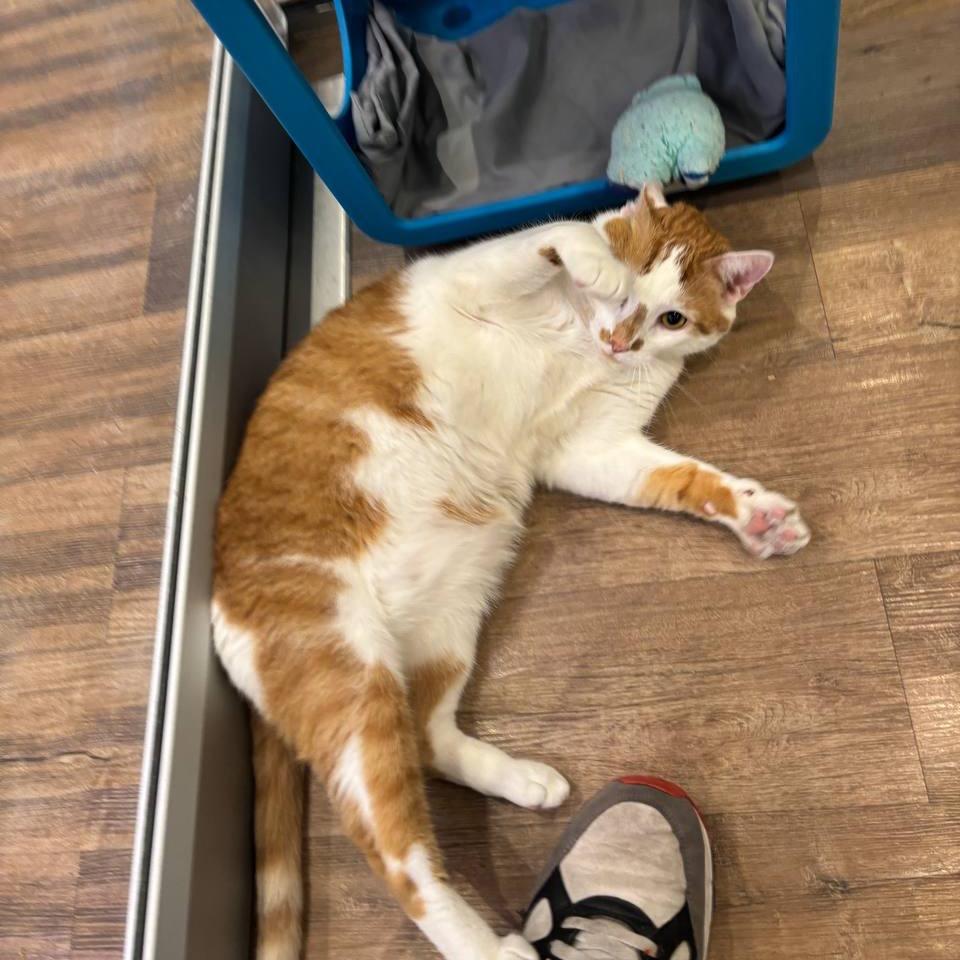 Enlarge Manuel, a Adoptable Domestic Short Hair in Wantagh, NY image 5/6