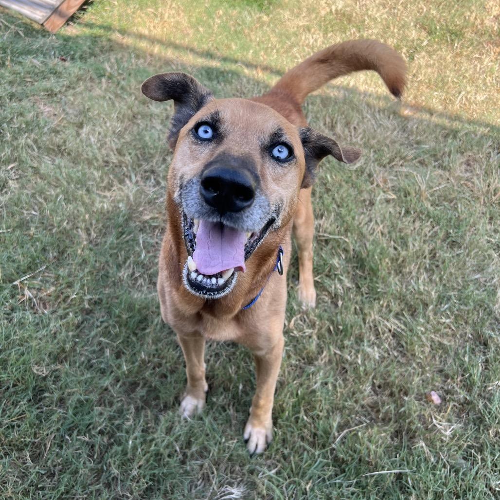 Enlarge Diamond, a Adoptable Husky in Ridgefield, NJ image 1/6