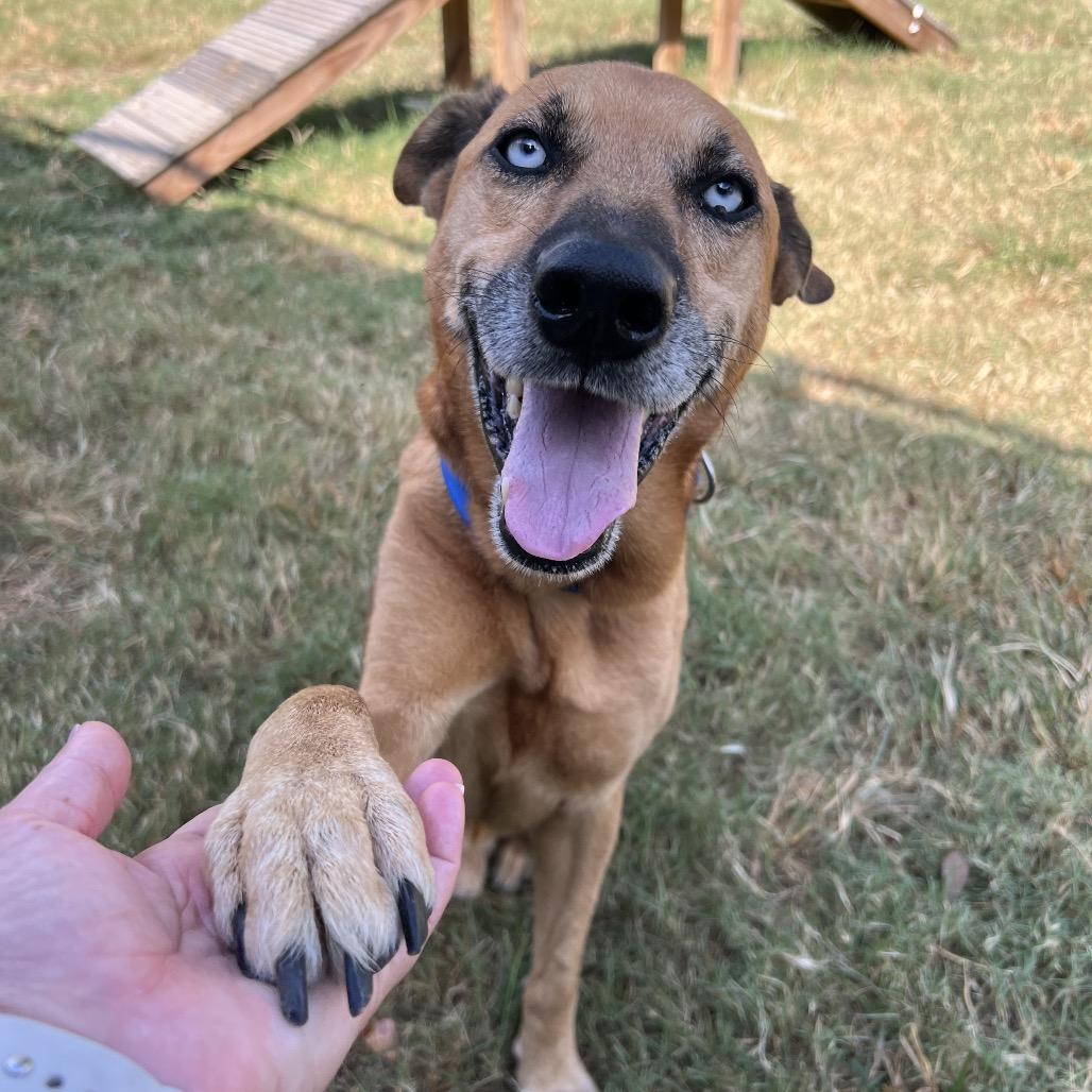 Enlarge Diamond, a Adoptable Husky in Ridgefield, NJ image 2/6