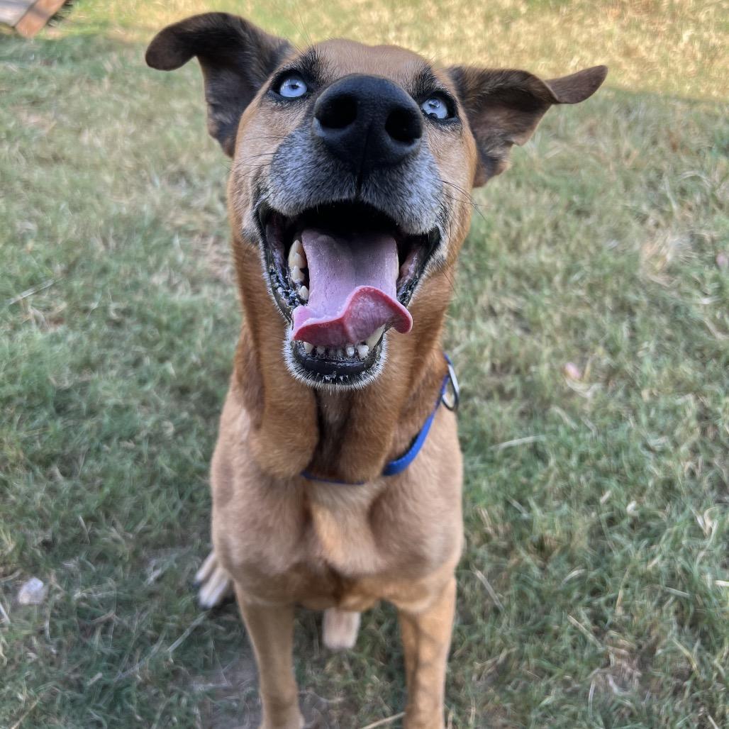 Enlarge Diamond, a Adoptable Husky in Ridgefield, NJ image 4/6
