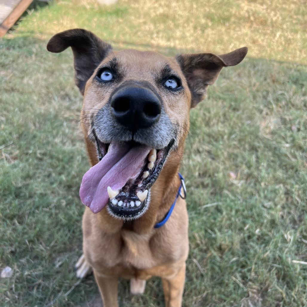 Enlarge Diamond, a Adoptable Husky in Ridgefield, NJ image 5/6