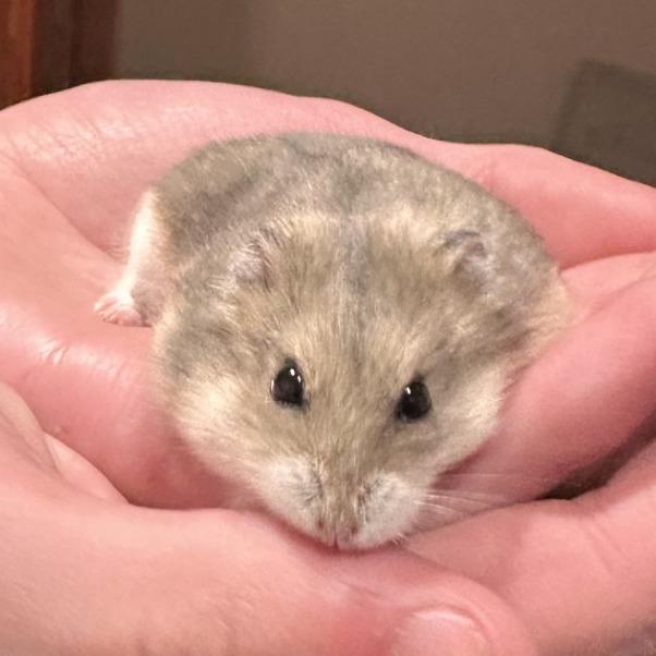 Gwen, Adoptable, Young Female Hamster.