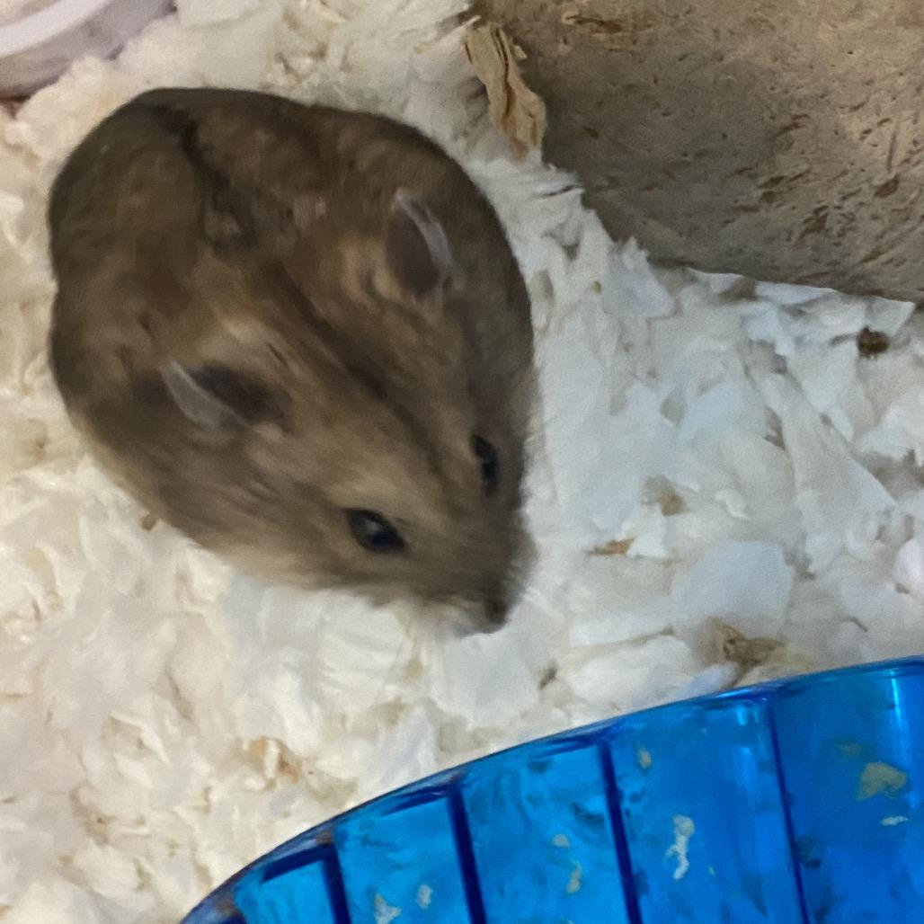Enlarge Gwen, a Adoptable Hamster in Reno, NV image 2/2