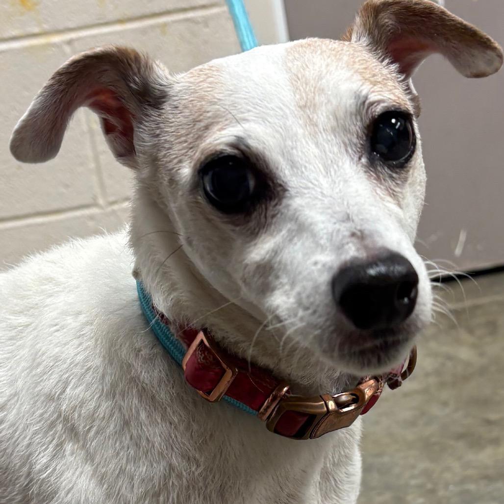 Enlarge Penny, a Adoptable Jack Russell Terrier in Manhattan, KS image 1/1
