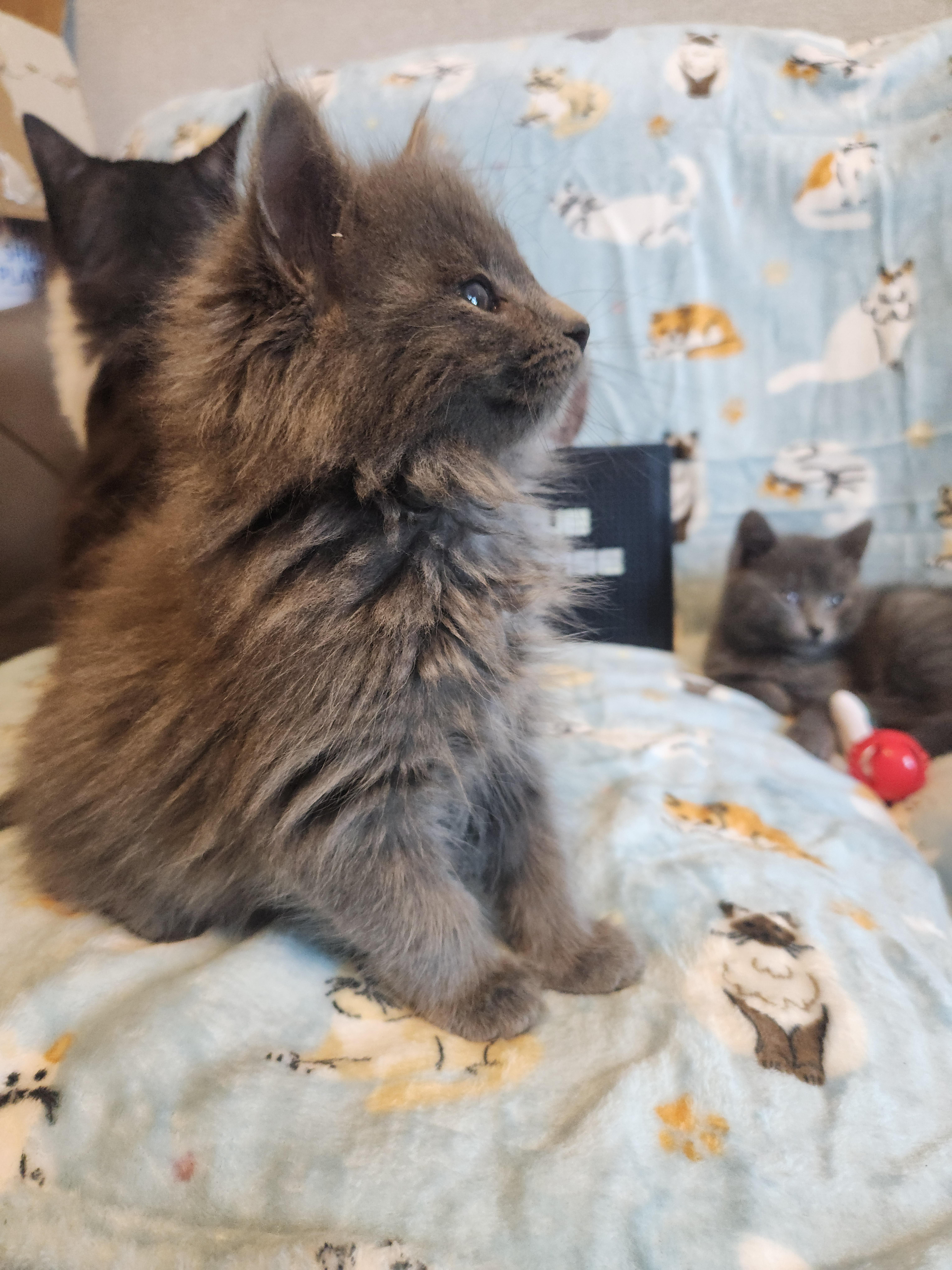Bunnie, a Adoptable Domestic Long Hair in Charlotte, NC image 1/2