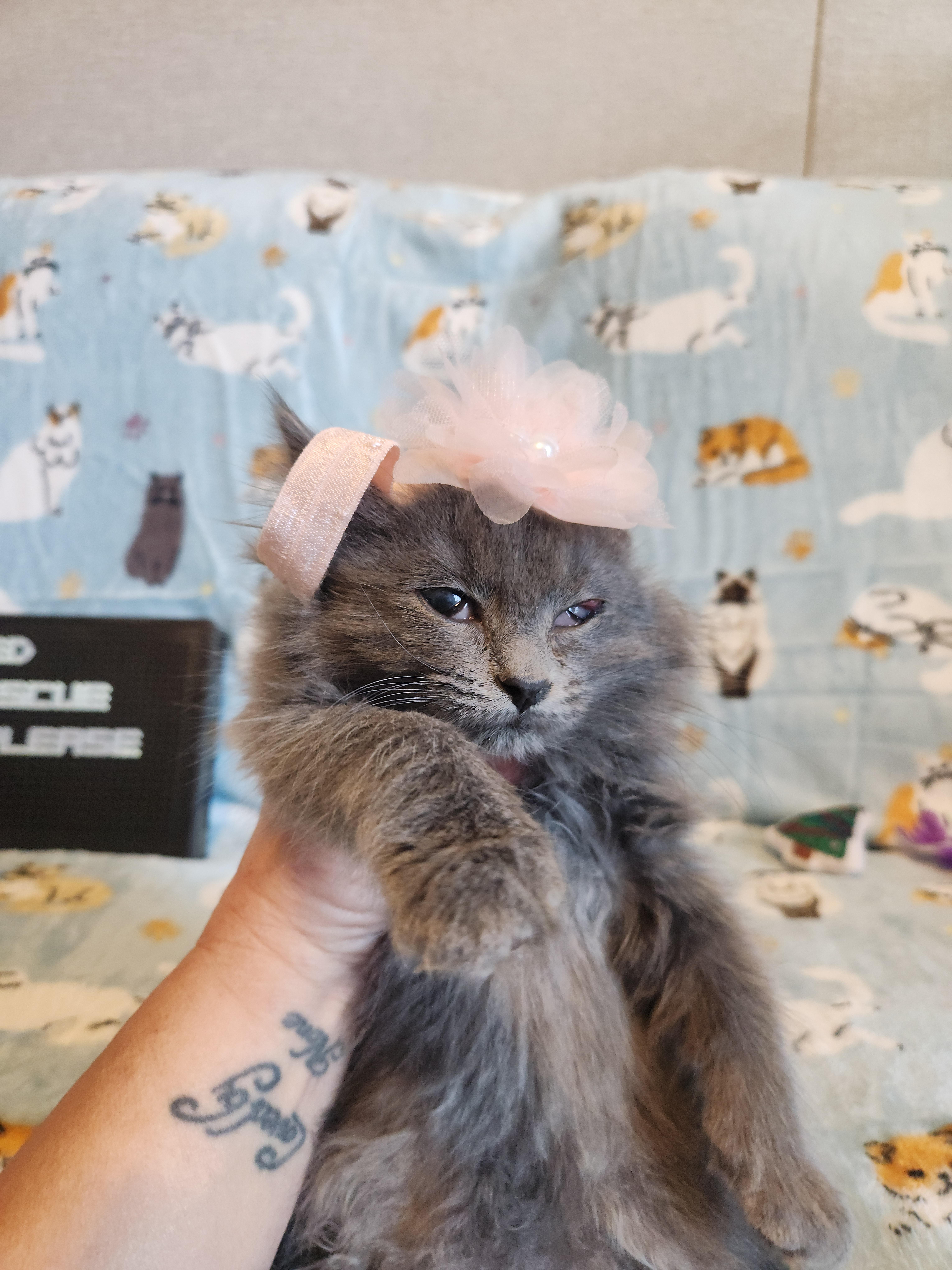 Bunnie, a Adoptable Domestic Long Hair in Charlotte, NC image 2/2