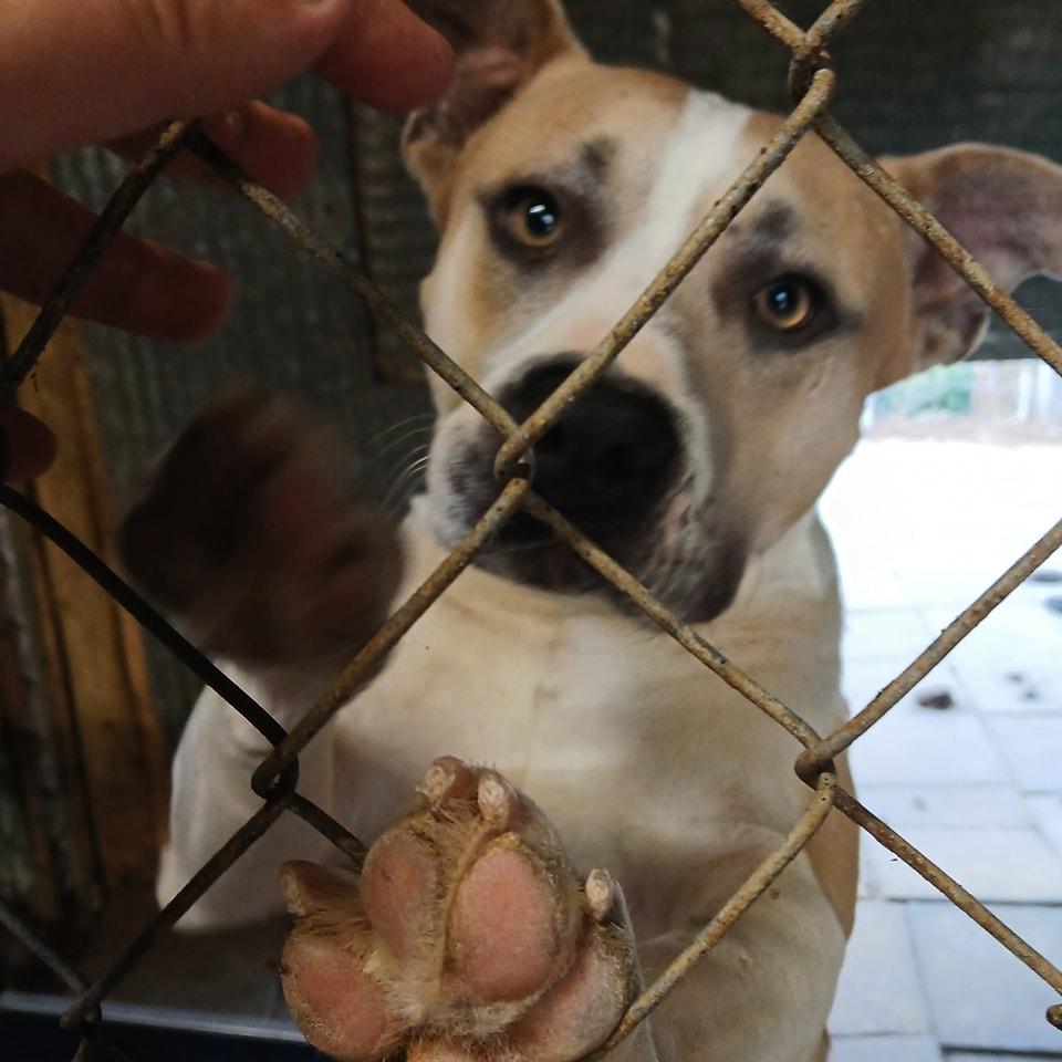 PACO, Adoptable, Adult Male Pit Bull Terrier.