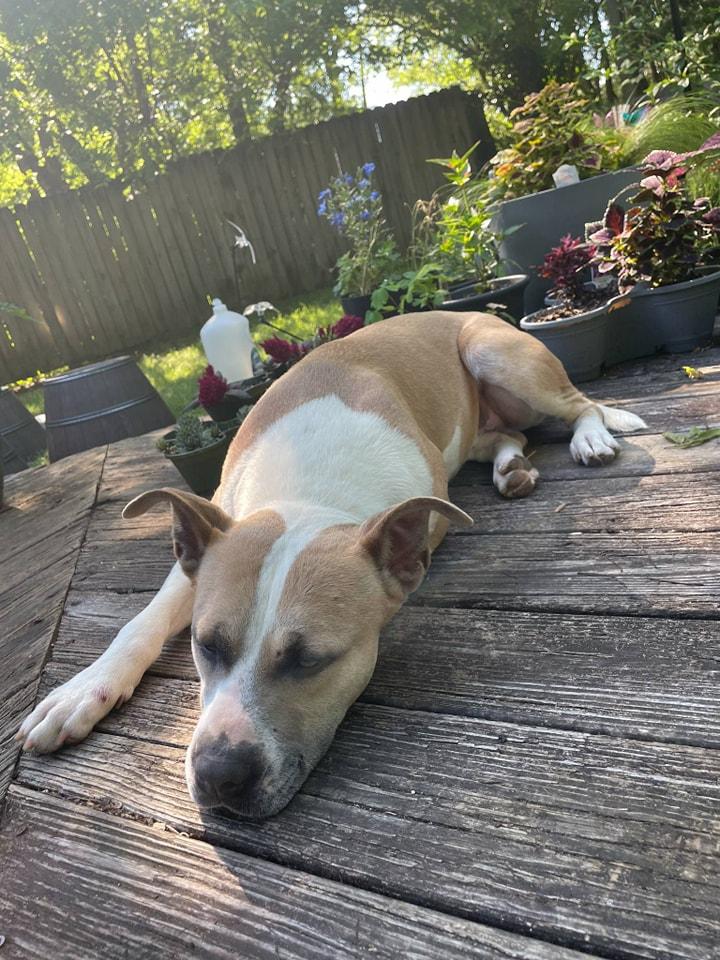 Enlarge PACO, a Adoptable Pit Bull Terrier in Lonsdale, AR image 2/6