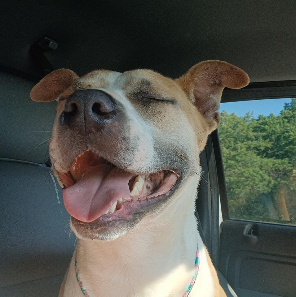 Enlarge PACO, a Adoptable Pit Bull Terrier in Lonsdale, AR image 3/6