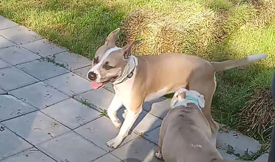 Enlarge PACO, a Adoptable Pit Bull Terrier in Lonsdale, AR image 6/6