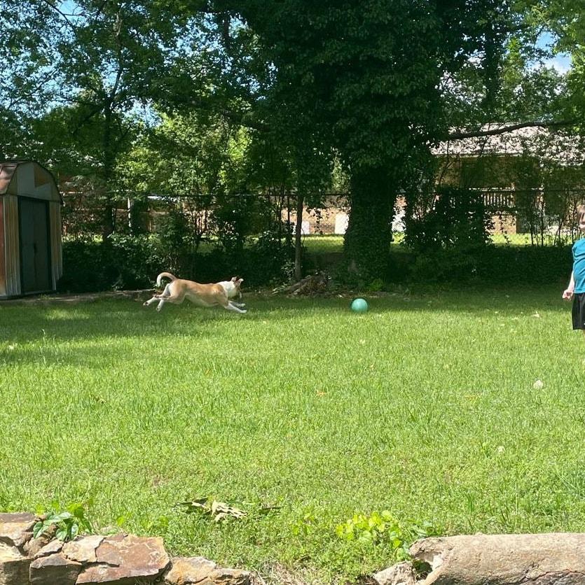 Enlarge PACO, a Adoptable Pit Bull Terrier in Lonsdale, AR image 4/6
