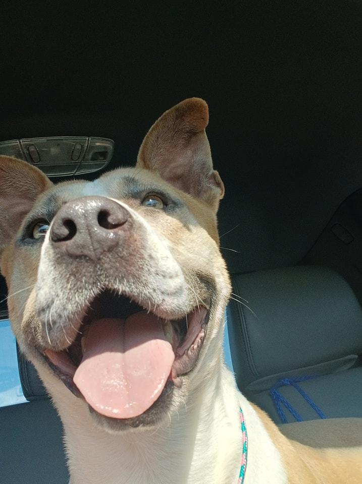 Enlarge PACO, a Adoptable Pit Bull Terrier in Lonsdale, AR image 5/6