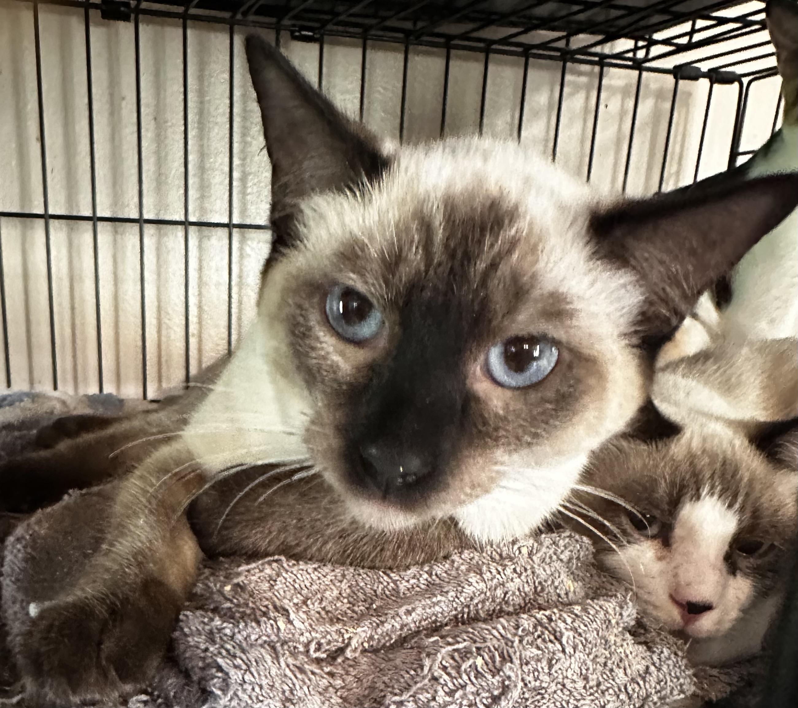 Ceaser, Adoptable, Young Male Siamese & Domestic Short Hair.