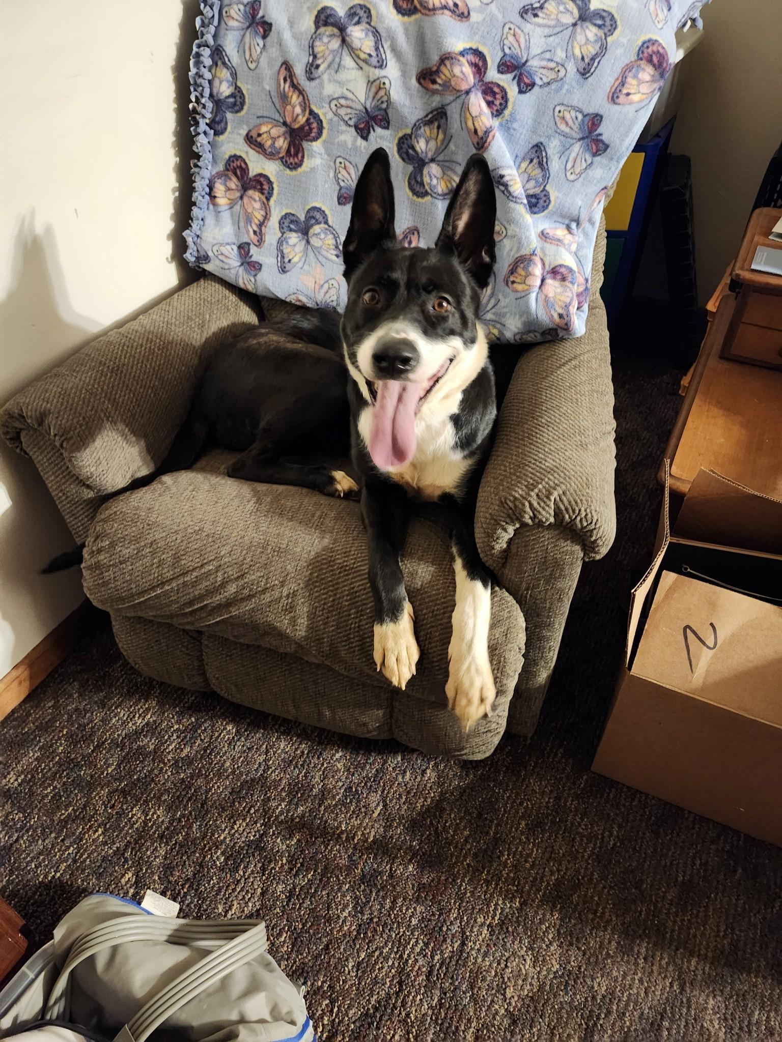Enlarge Emma, a Adoptable mixed breed in Brookfield, IL image 1/3