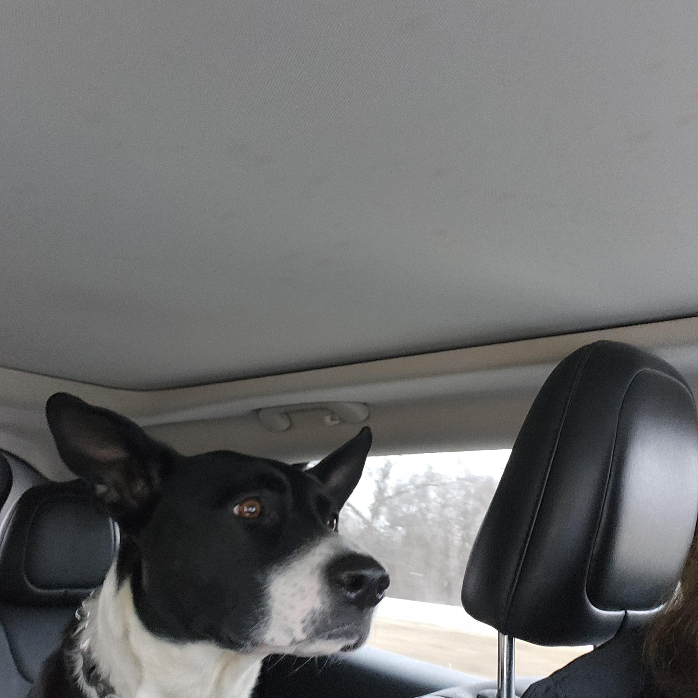 Enlarge Emma, a Adoptable mixed breed in Brookfield, IL image 3/3