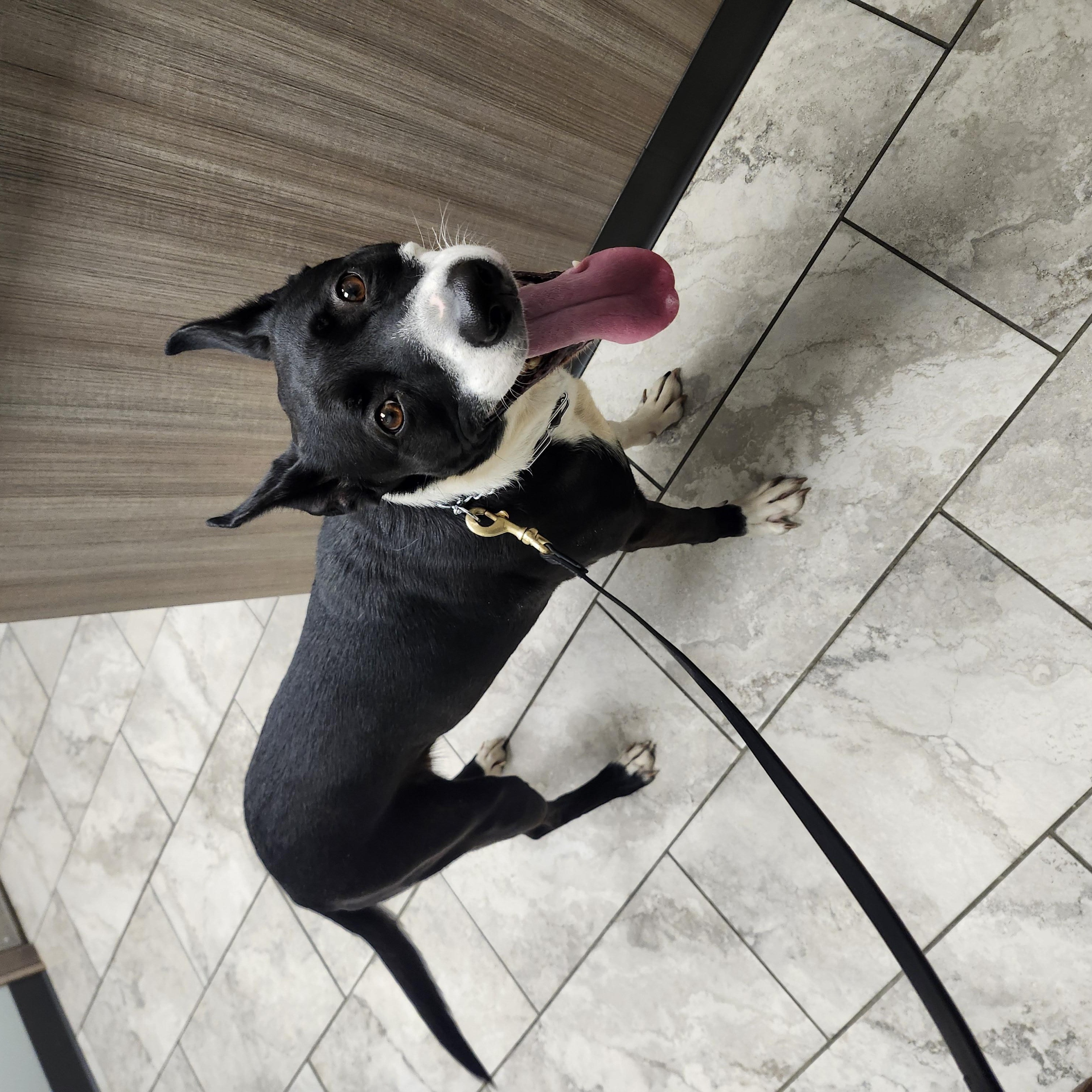 Enlarge Emma, a Adoptable mixed breed in Brookfield, IL image 2/3