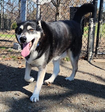 Duke Snowshoe, a Adoptable mixed breed in Fairfax, VA image 1/3