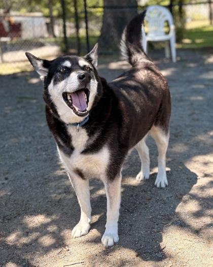 Duke Snowshoe, Adoptable, Adult Male Mixed Breed & Mixed Breed.