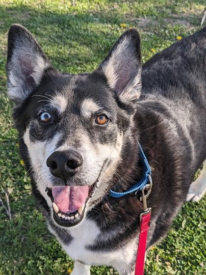 Duke Snowshoe, a Adoptable mixed breed in Fairfax, VA image 2/3