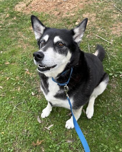 Duke Snowshoe, a Adoptable mixed breed in Fairfax, VA image 3/3