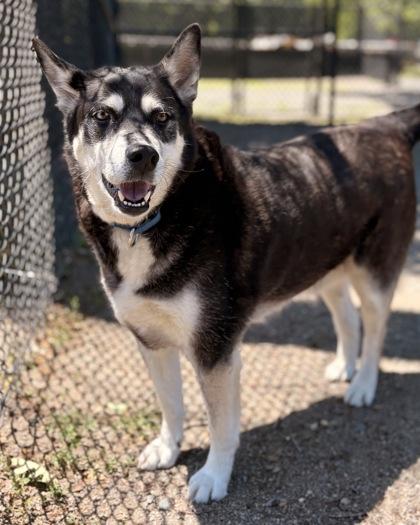Enlarge Duke Snowshoe, a Adoptable mixed breed in Fairfax, VA image 2/3
