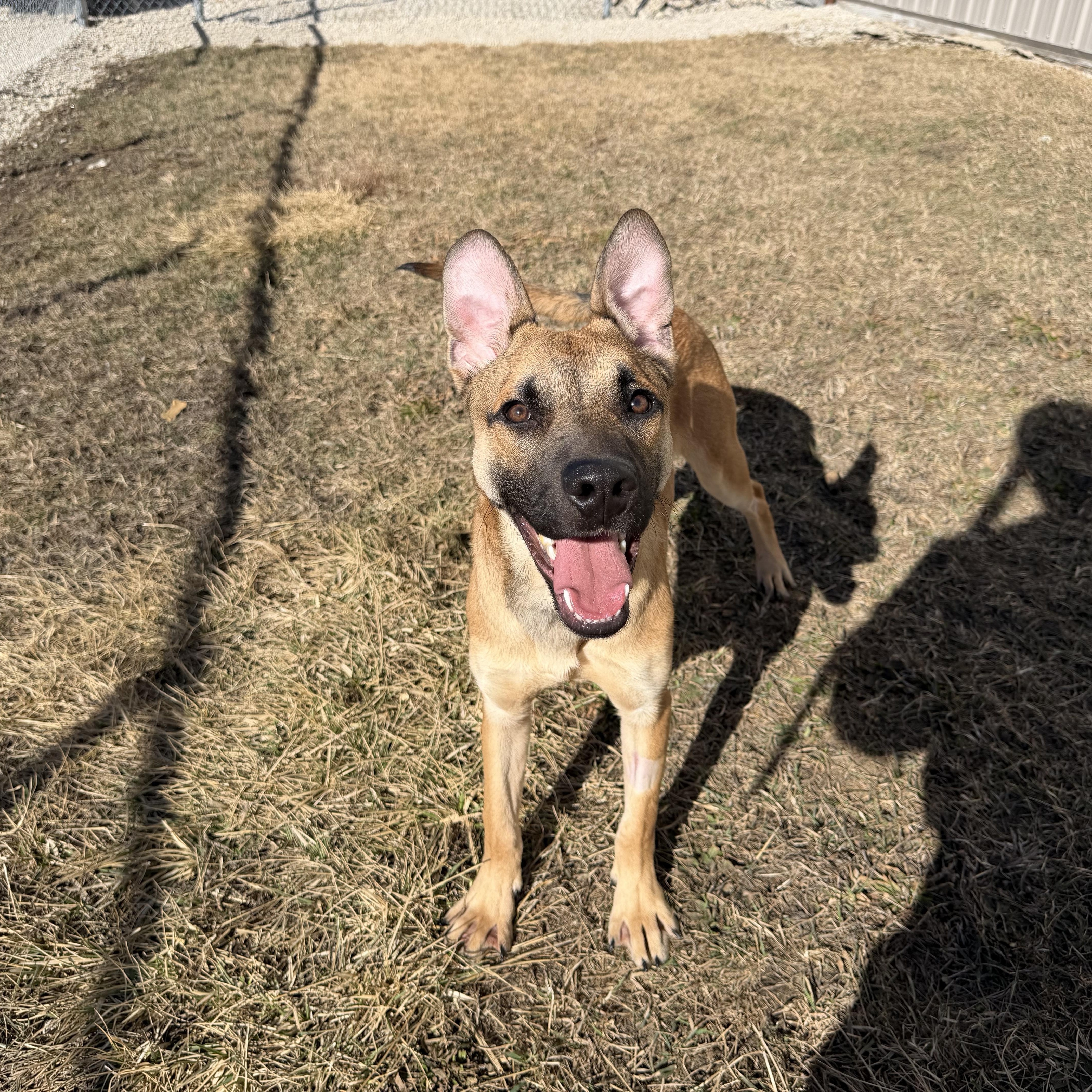 StubHub, ADOPTABLE, Young Male German Shepherd Dog.