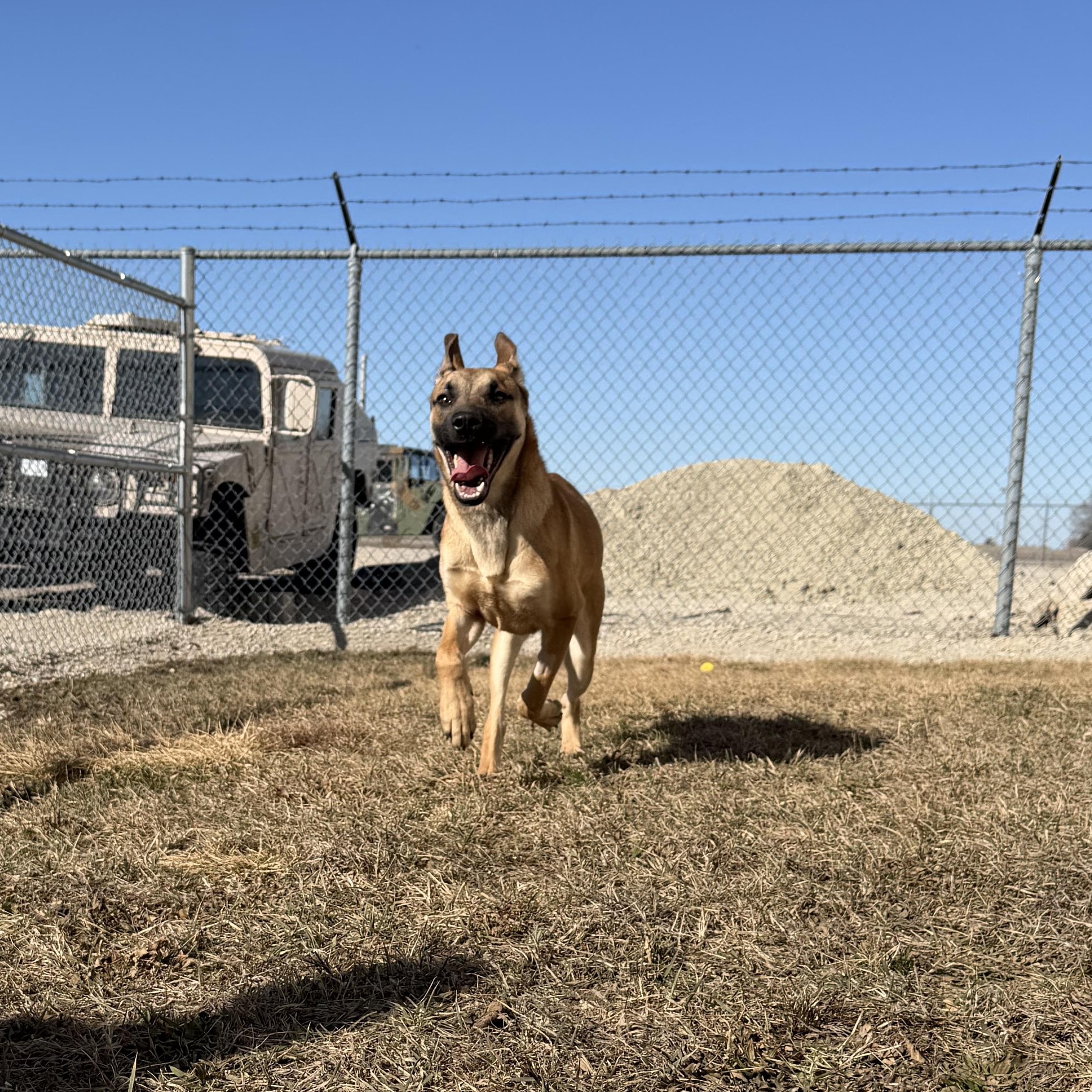 Enlarge StubHub, a ADOPTABLE mixed breed in Clinton, IL image 5/5