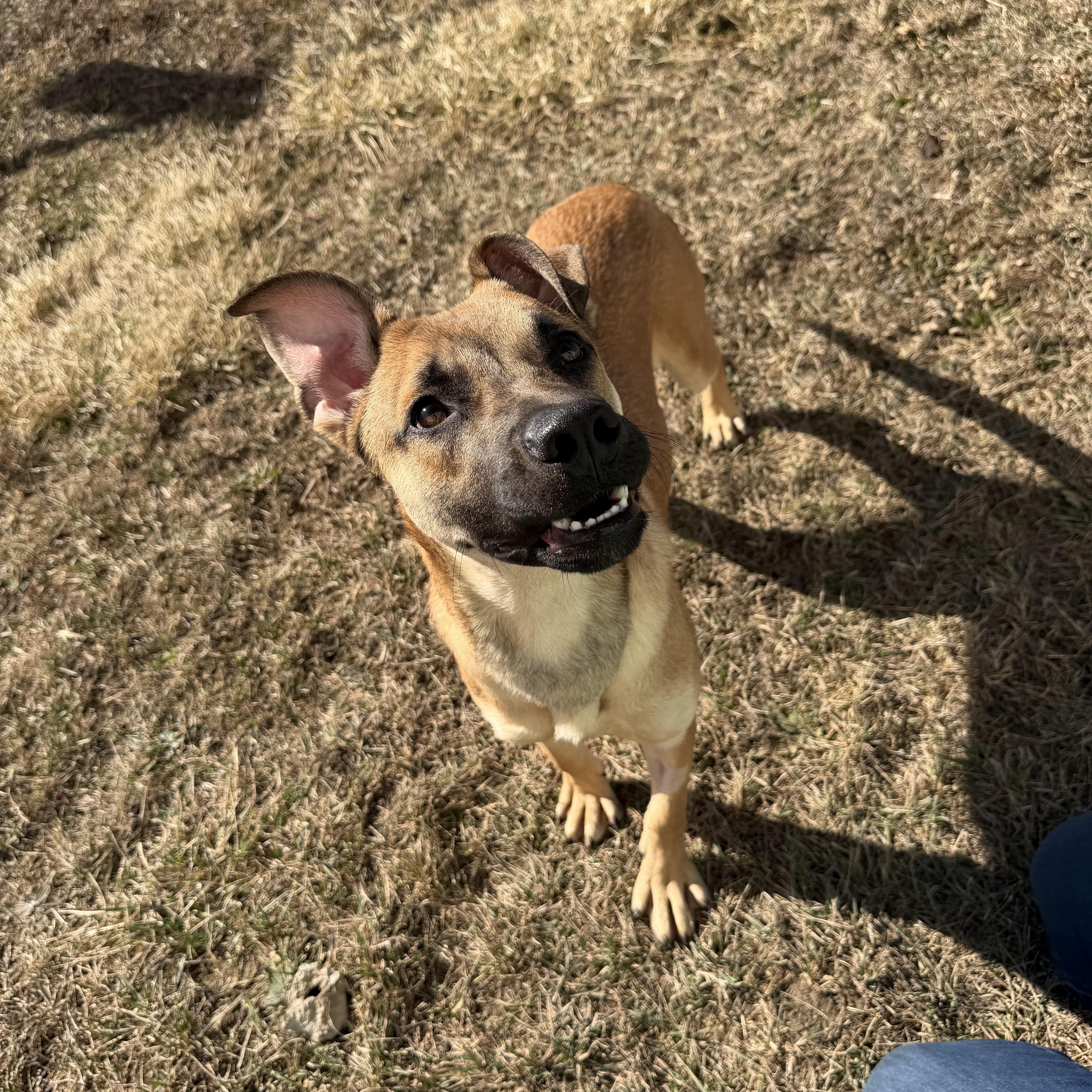 Enlarge StubHub, a ADOPTABLE mixed breed in Clinton, IL image 4/5