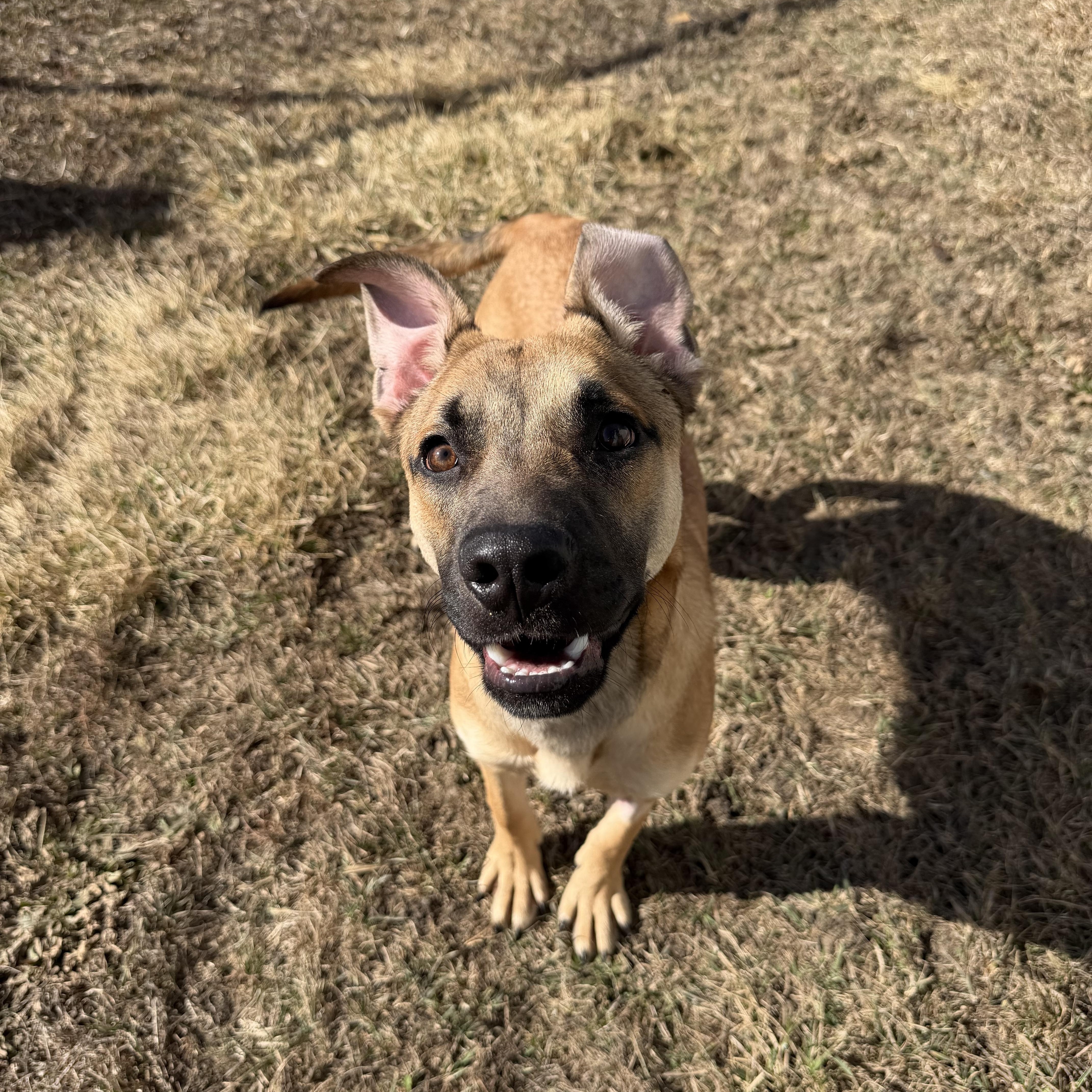 Enlarge StubHub, a ADOPTABLE mixed breed in Clinton, IL image 3/5