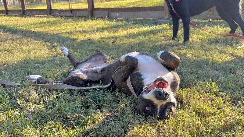 Mabel Loves Stuffies — thumbnail 2
