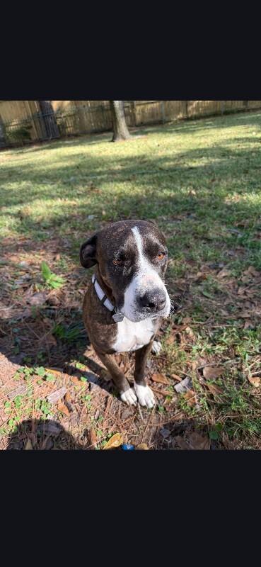 Mabel Loves Stuffies — thumbnail 4