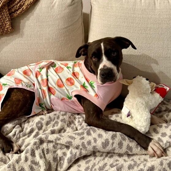 Mabel Loves Stuffies — thumbnail 5