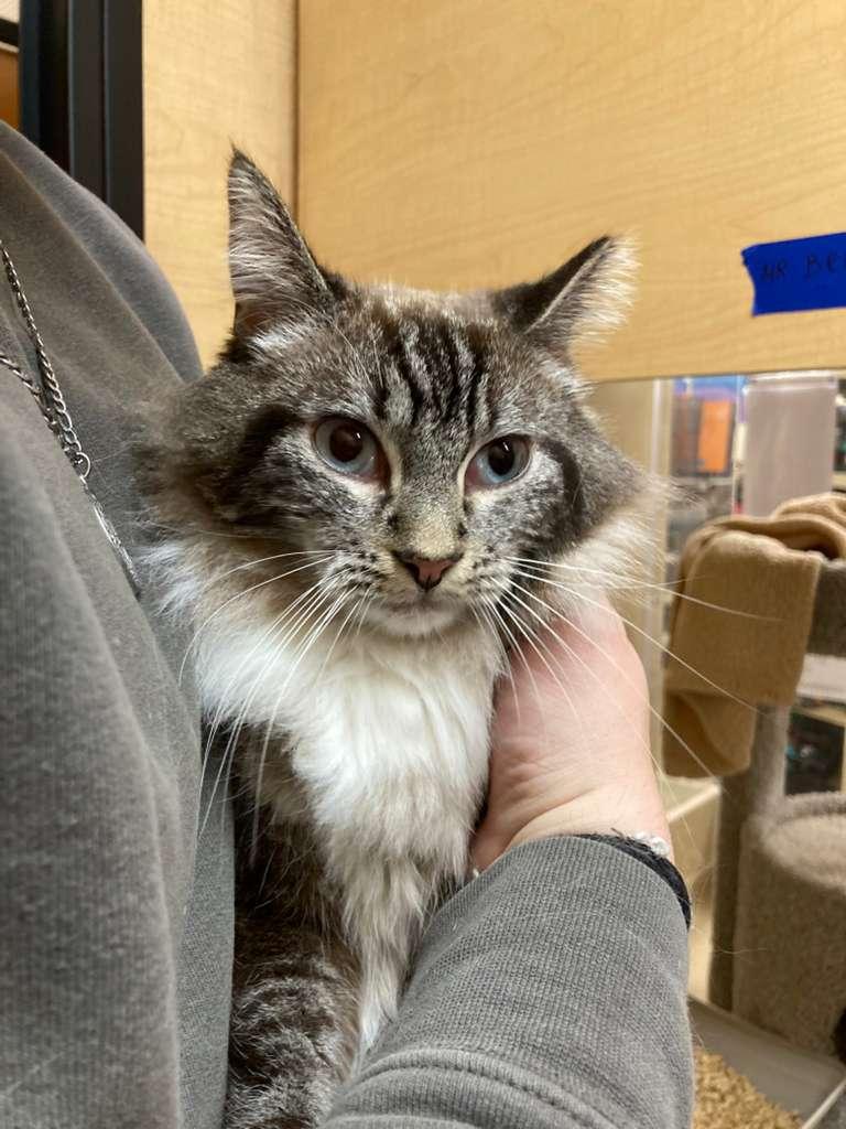 Enlarge Benji, an adopted mixed breed in San Mateo, CA image 1/4