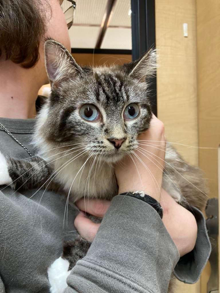 Enlarge Benji, an adopted mixed breed in San Mateo, CA image 2/4