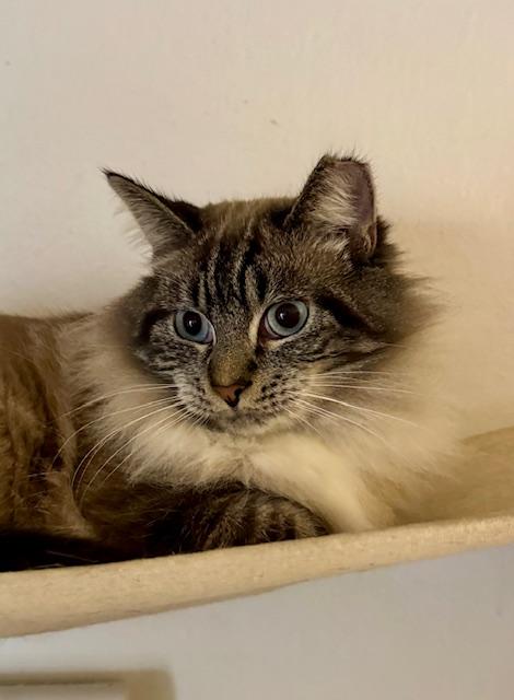 Enlarge Benji, an adopted mixed breed in San Mateo, CA image 4/4