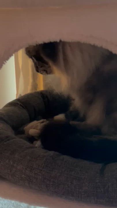 Enlarge Benji, an adopted mixed breed in San Mateo, CA video 3/4