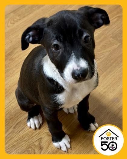 Enlarge Marsha 52051, a ADOPTABLE Mixed Breed in Oklahoma City, OK image 1/1