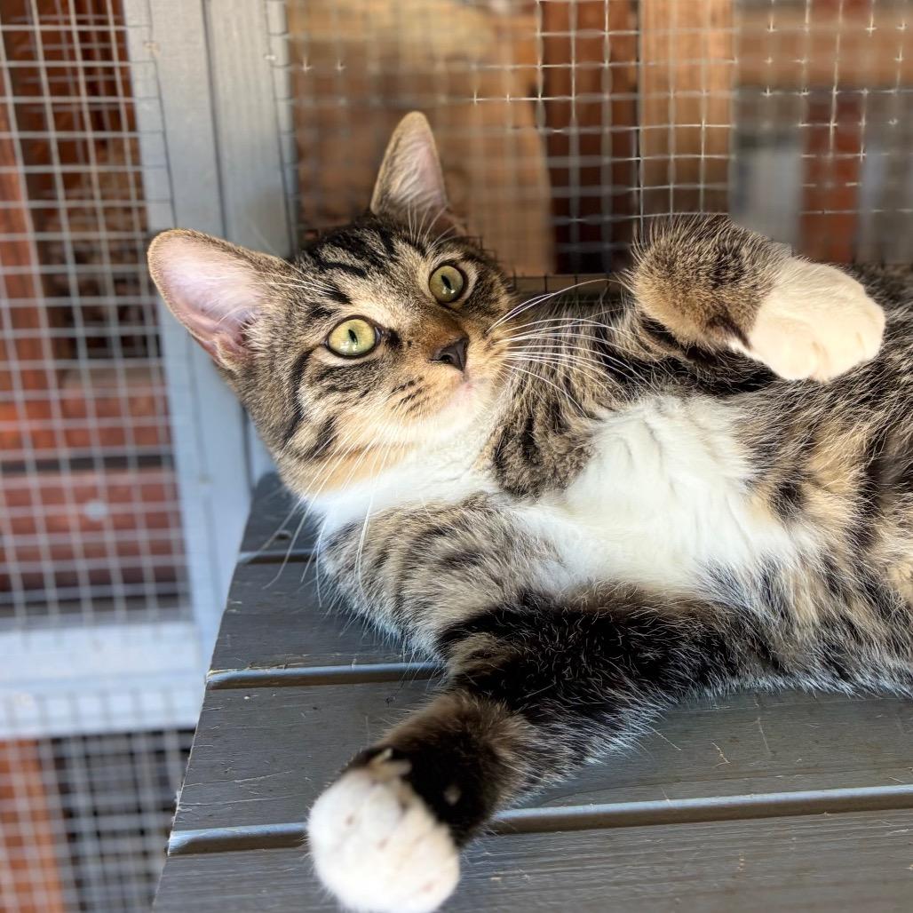 Enlarge Mustang, a Adoptable Domestic Short Hair in Boerne, TX image 2/5